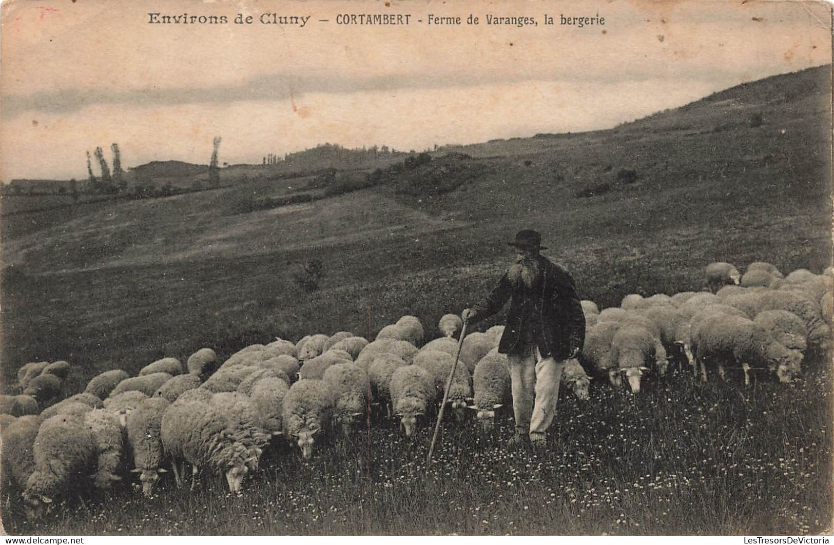 France - Environs De Cluny - Cortembert - Ferme De Varanges La Bergerie - Moutons - Berger -  Carte Postale Ancienne - Cluny