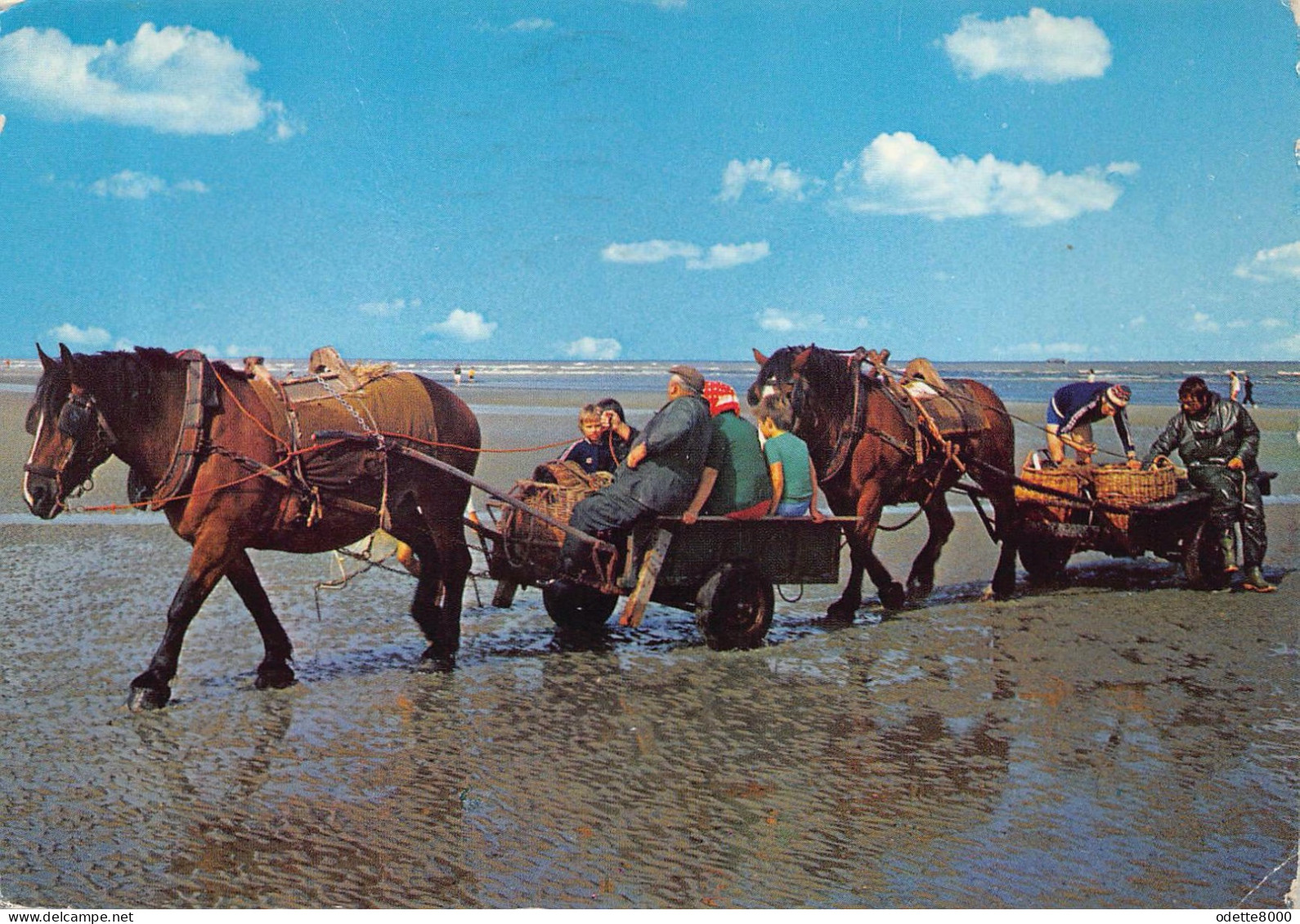 Oostduinkerke  Garnaalvissers Te Paard    D 5432 - Oostduinkerke