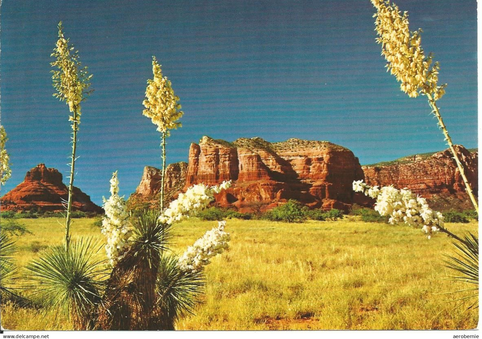 ARIZONA - Yucca  Or Spanish Bayonet - Andere & Zonder Classificatie