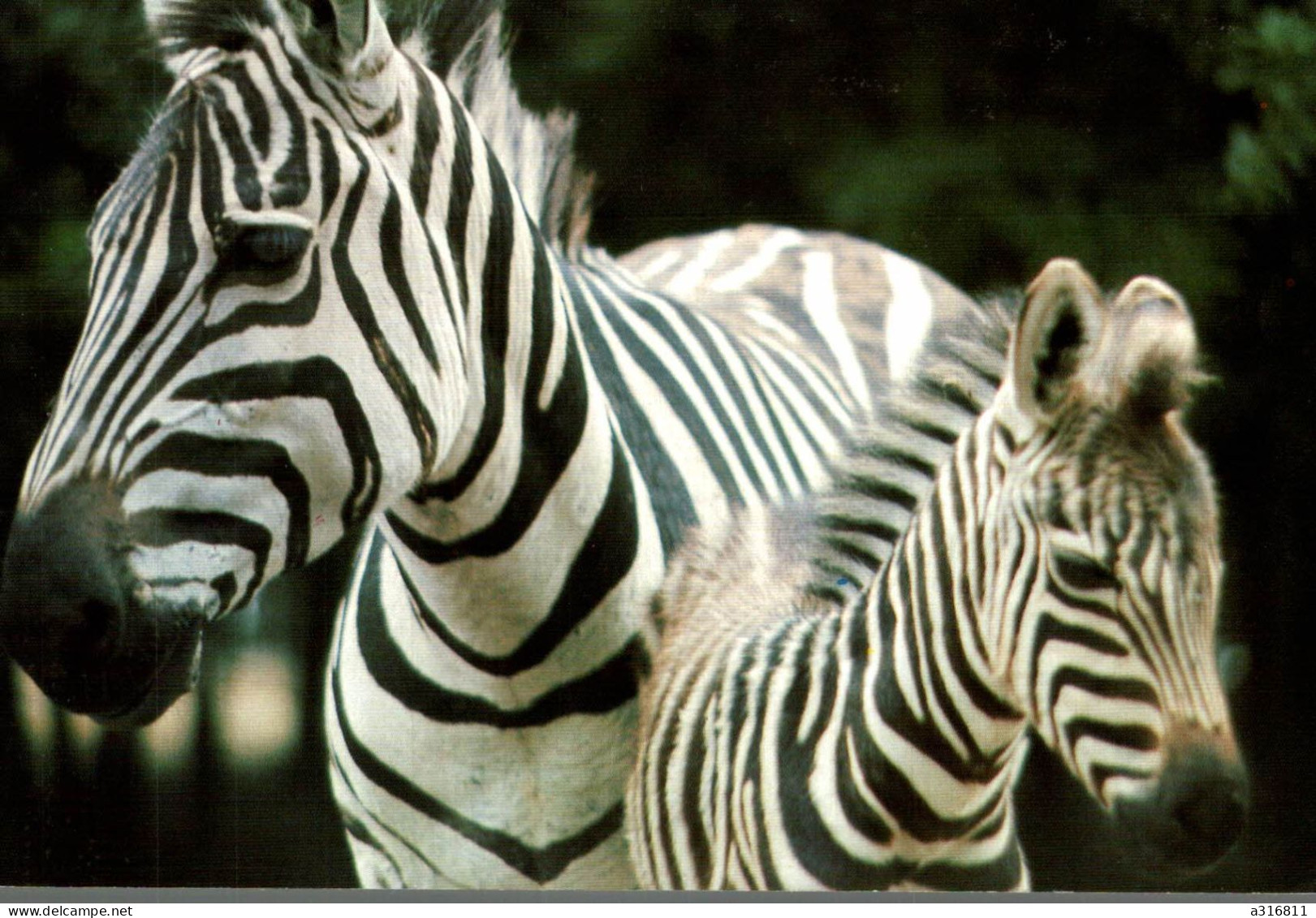 Les Zebres - Zebras