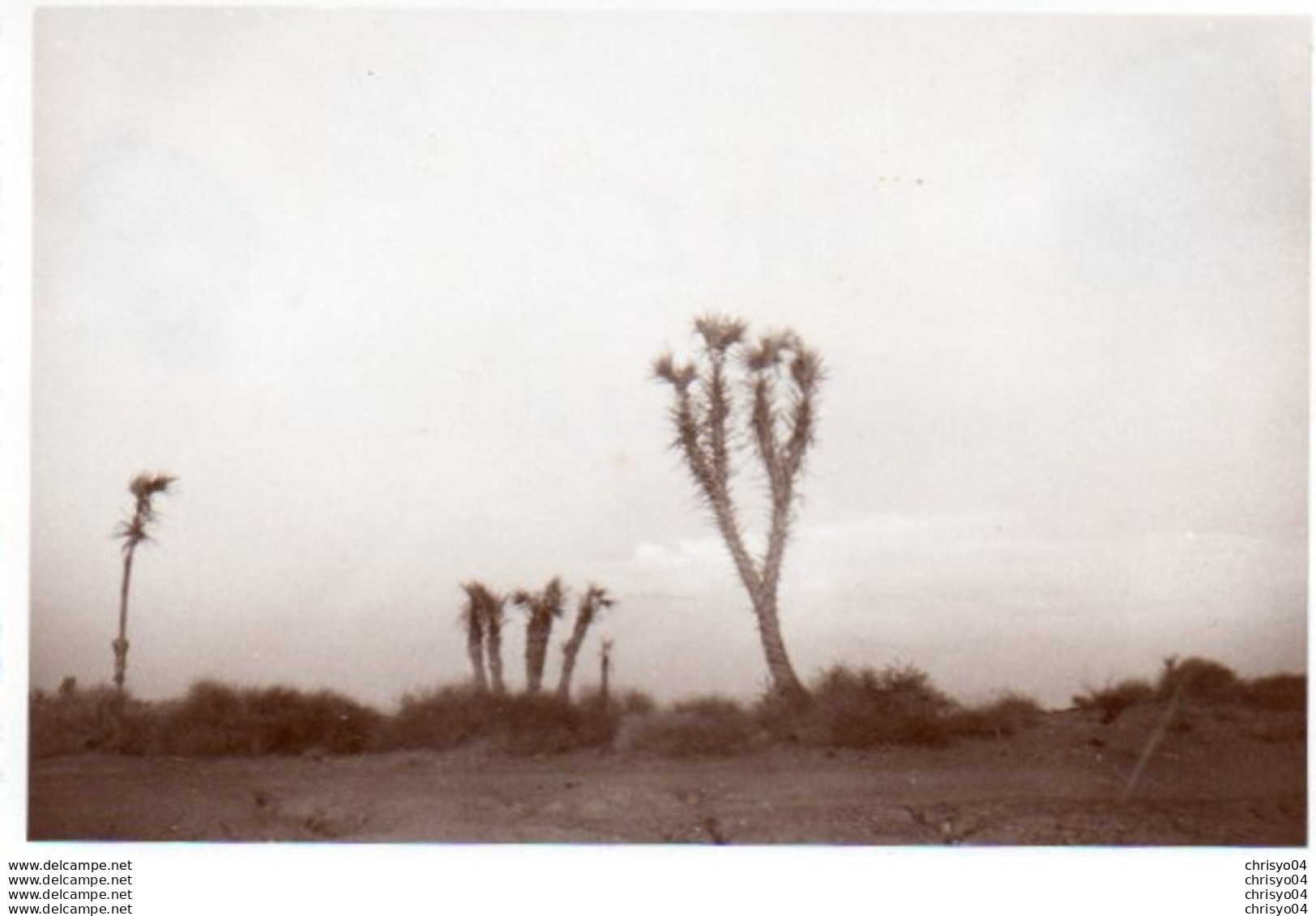 95Bv  Yémen Photo De Taiz Vegetation Cactus - Jemen