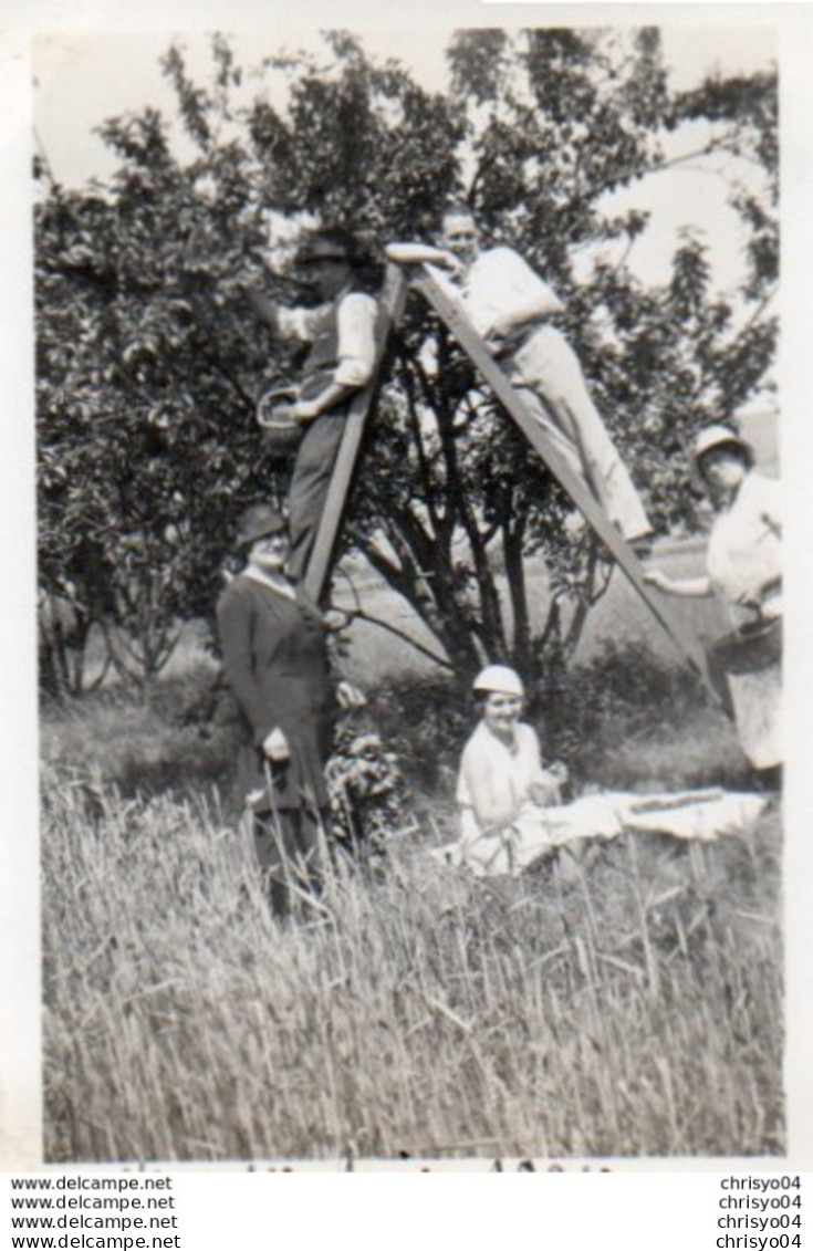 9-86Ve 89 Champs Sur Yonne La Cueillette De Fruits Sur Le Chevalet - Champs Sur Yonne