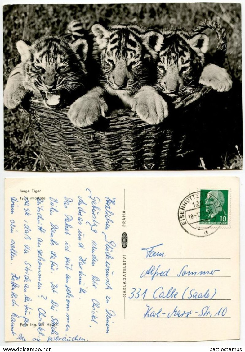 Germany, DDR 1973 RPPC Postcard Three Tiger Cubs; Eisenhottestadt Postmark - Tigri