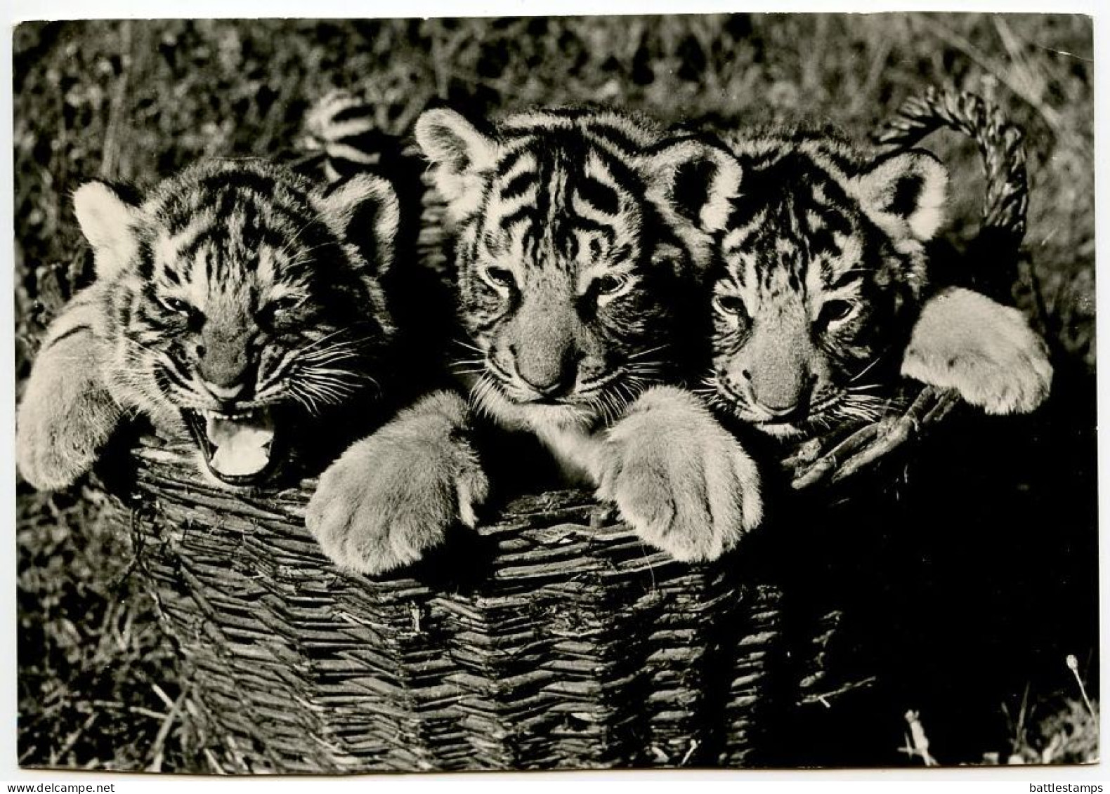 Germany, DDR 1973 RPPC Postcard Three Tiger Cubs; Eisenhottestadt Postmark - Tigri