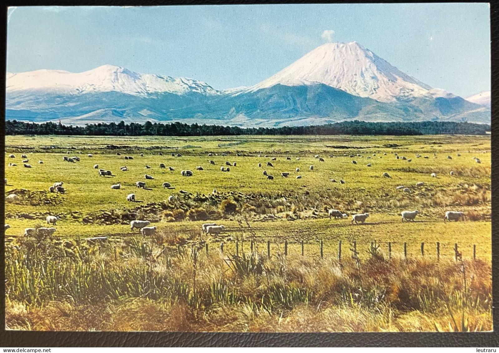 New Zealand Grazing Sheep, Tongariro National Park Mt. Ngauruhoe With Snow - Nouvelle-Zélande