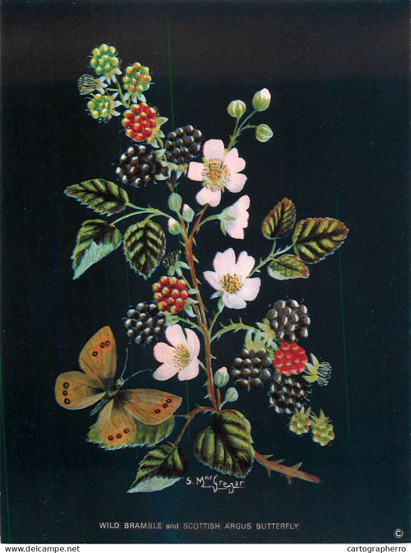 Postcard Flower Wild Bramble And Scottish Argus Butterfly - Heilpflanzen