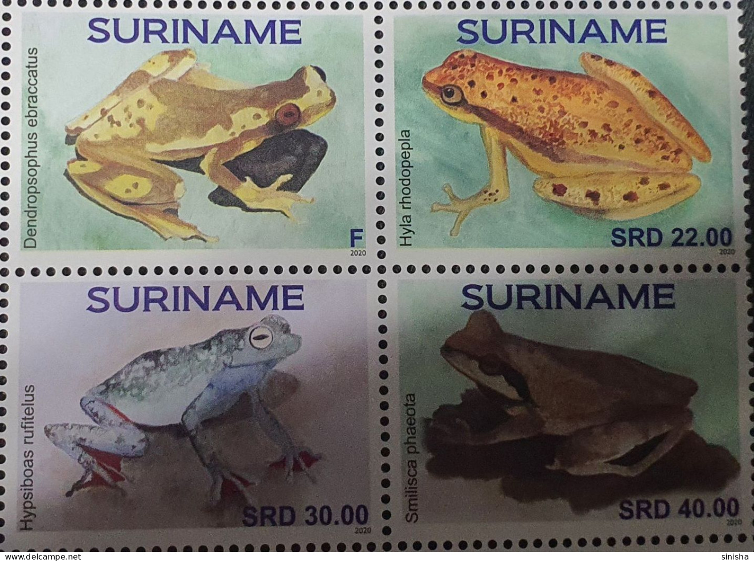 Surinam / Animals / Frogs - Surinam