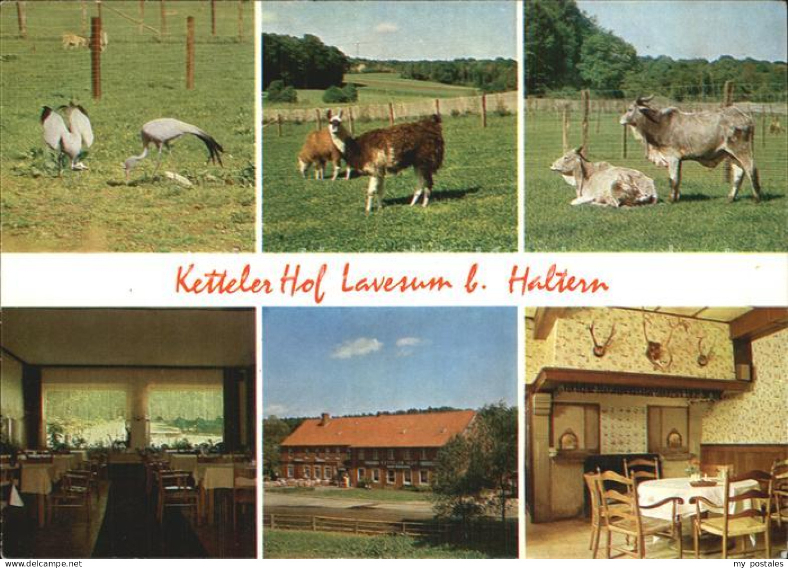 72527229 Lavesum Wildpark Mit Restaurant Ketteler Hof Lavesum - Haltern