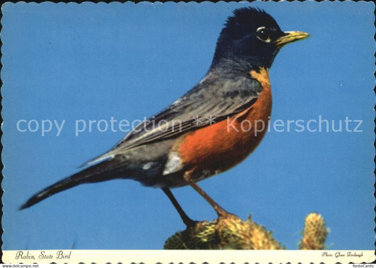 72528636 Michigan Robin State Bird - Andere & Zonder Classificatie