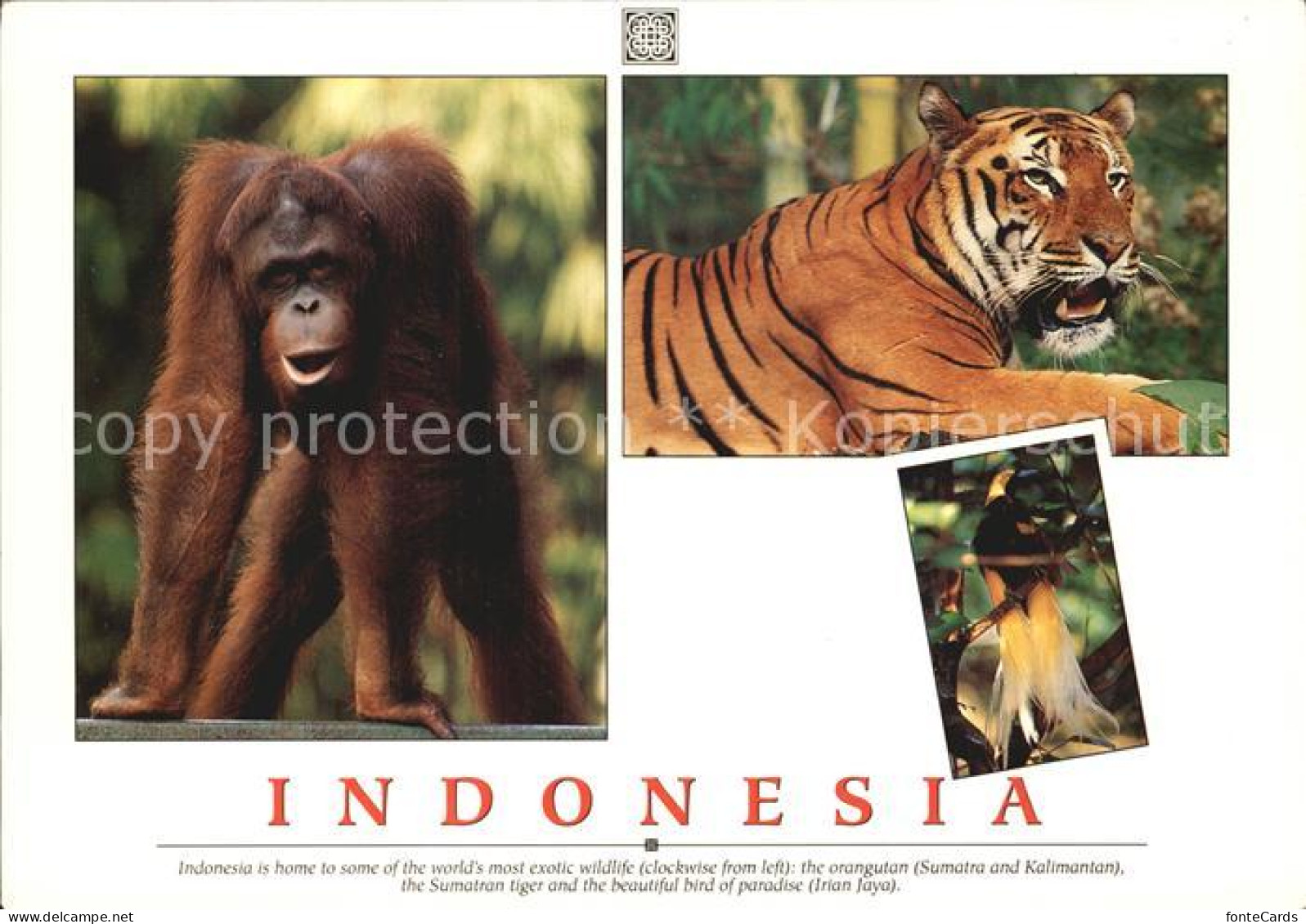 72491253 Tiger Orangutan Sumatran Tiger Bird Of Paradise Indonesia - Autres & Non Classés