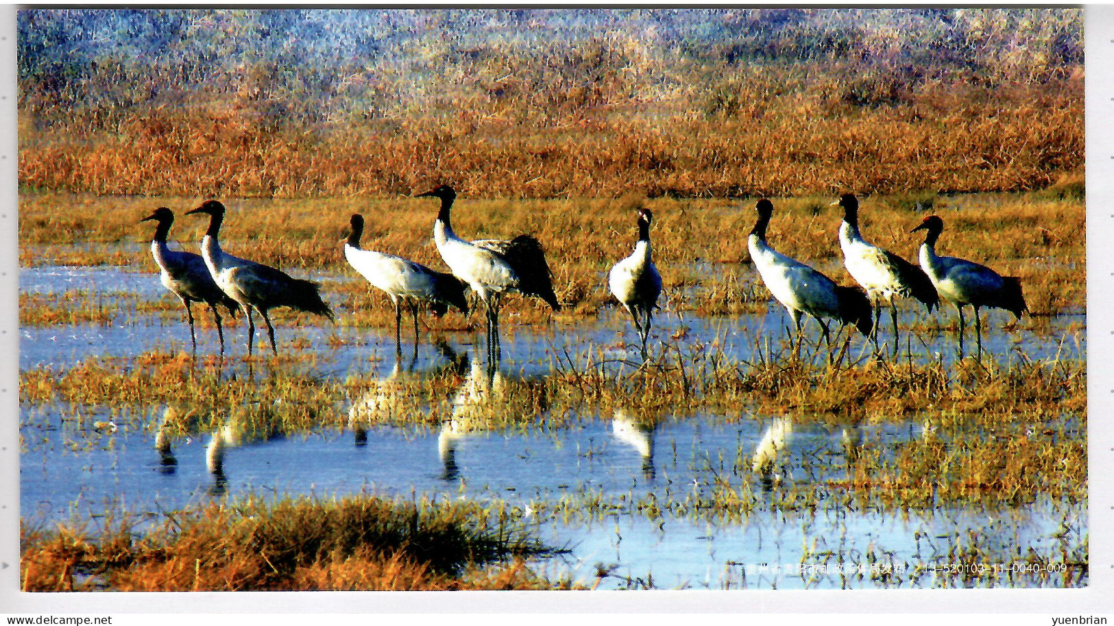 China 2009, Bird, Birds, Postal Stationery, Pre-Stamped Post Card , Crane, MNH** - Kranichvögel