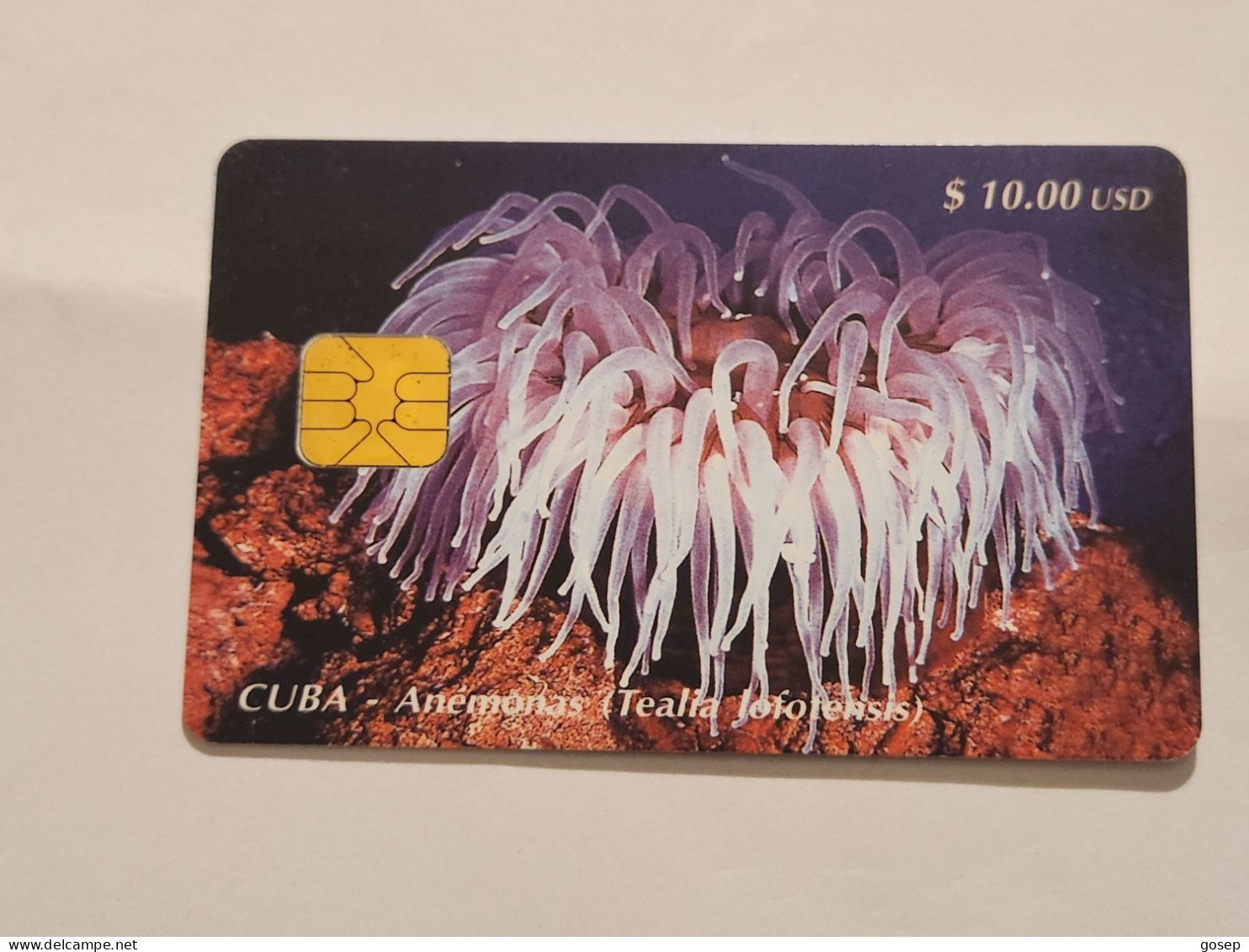 CUBA-(CU-ETE-0020)-Anemonas-(Tealia Lofotensis)-(16)-($10)-(0001437367)-used Card+1card Prepiad Free - Cuba