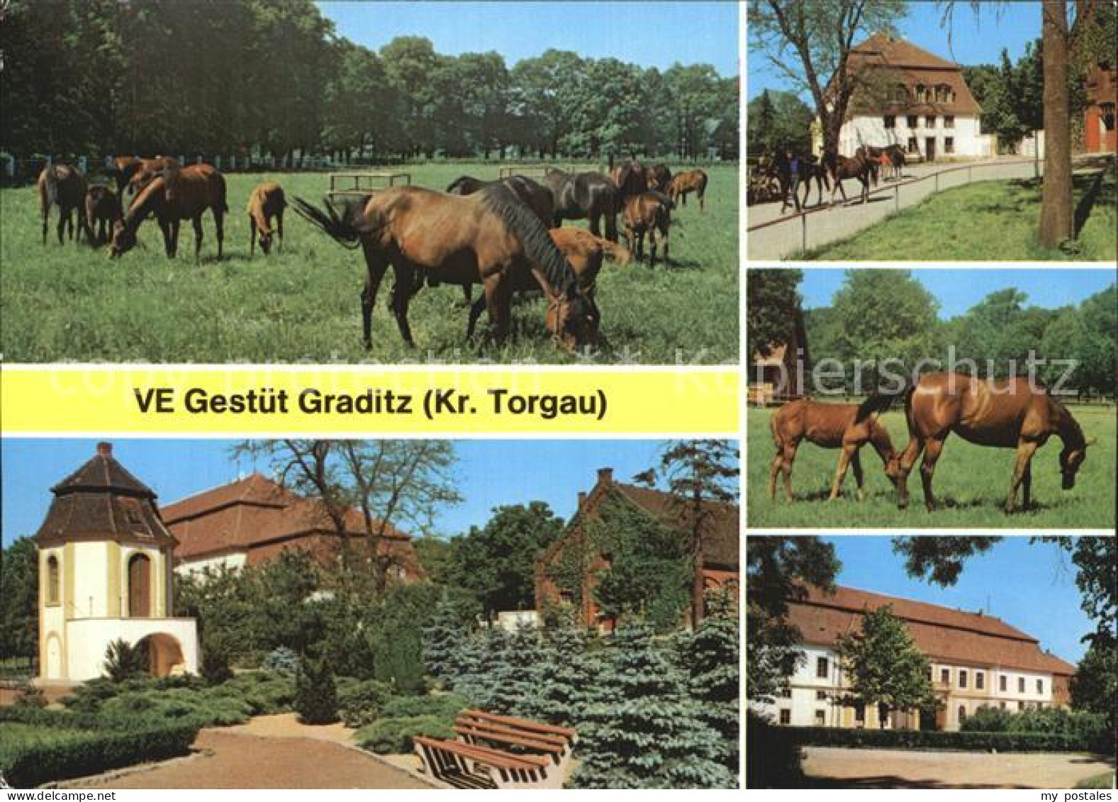 72519156 Graditz VE Gestuet Graditz - Torgau