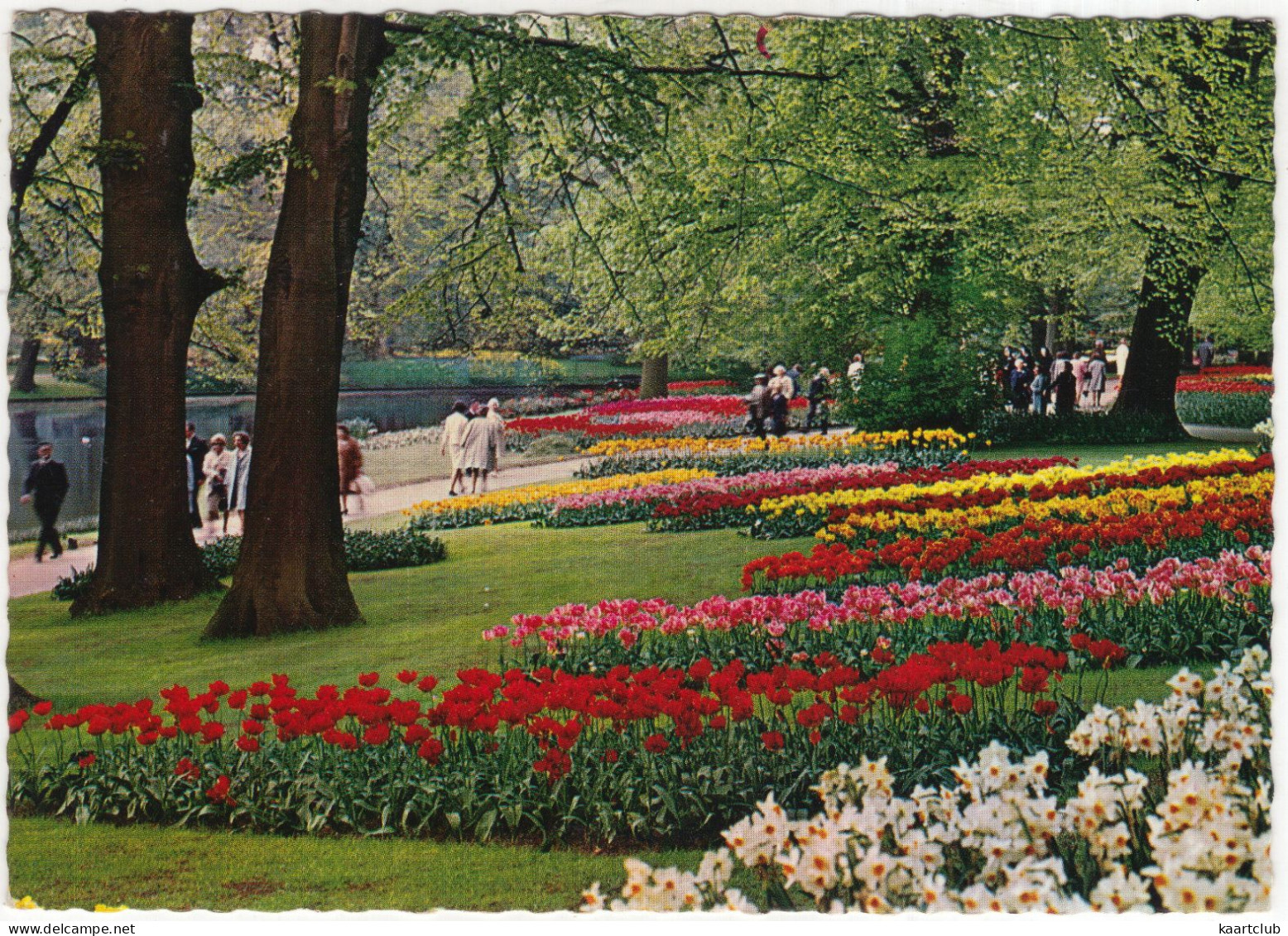 Keukenhof Lisse  - Bloembollen - (Holland) - Zwiebelblumen/Bulbs/Bulbes - Lisse