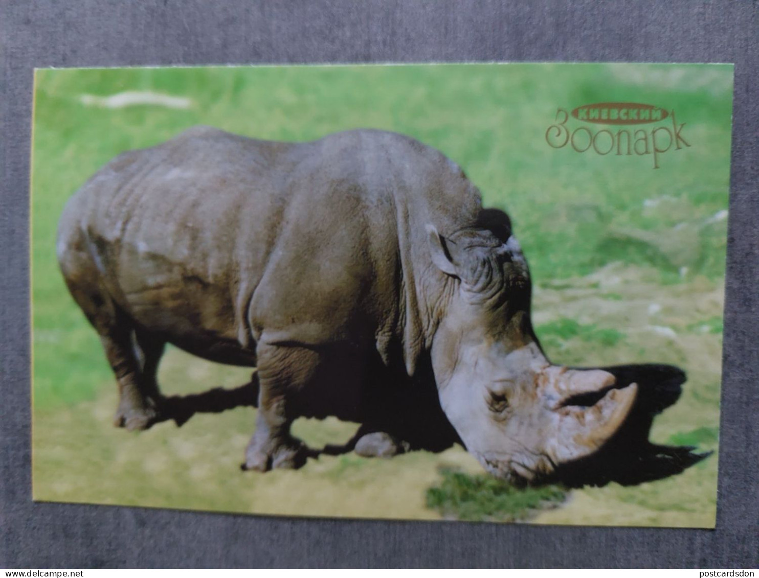 White Rhino - KIEV ZOO -  From Modern Ukrainian Postcard Set 1990s - Rhinoceros