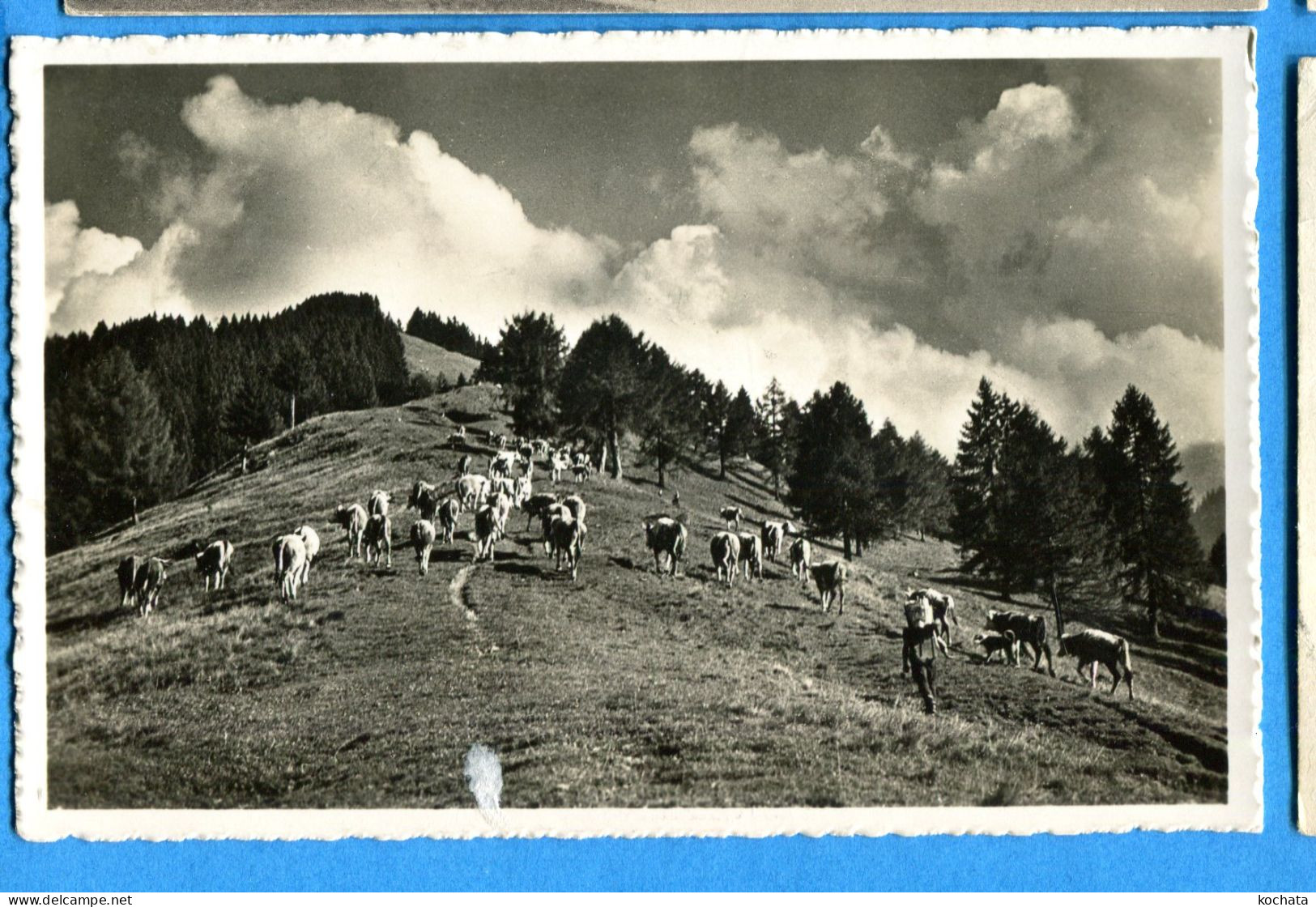 Y097, Alp - Aufzug Auf Aeschi - Allmend Thunersee, Vaches Berger, Baur, 445, Non Circulée - Aeschi Bei Spiez