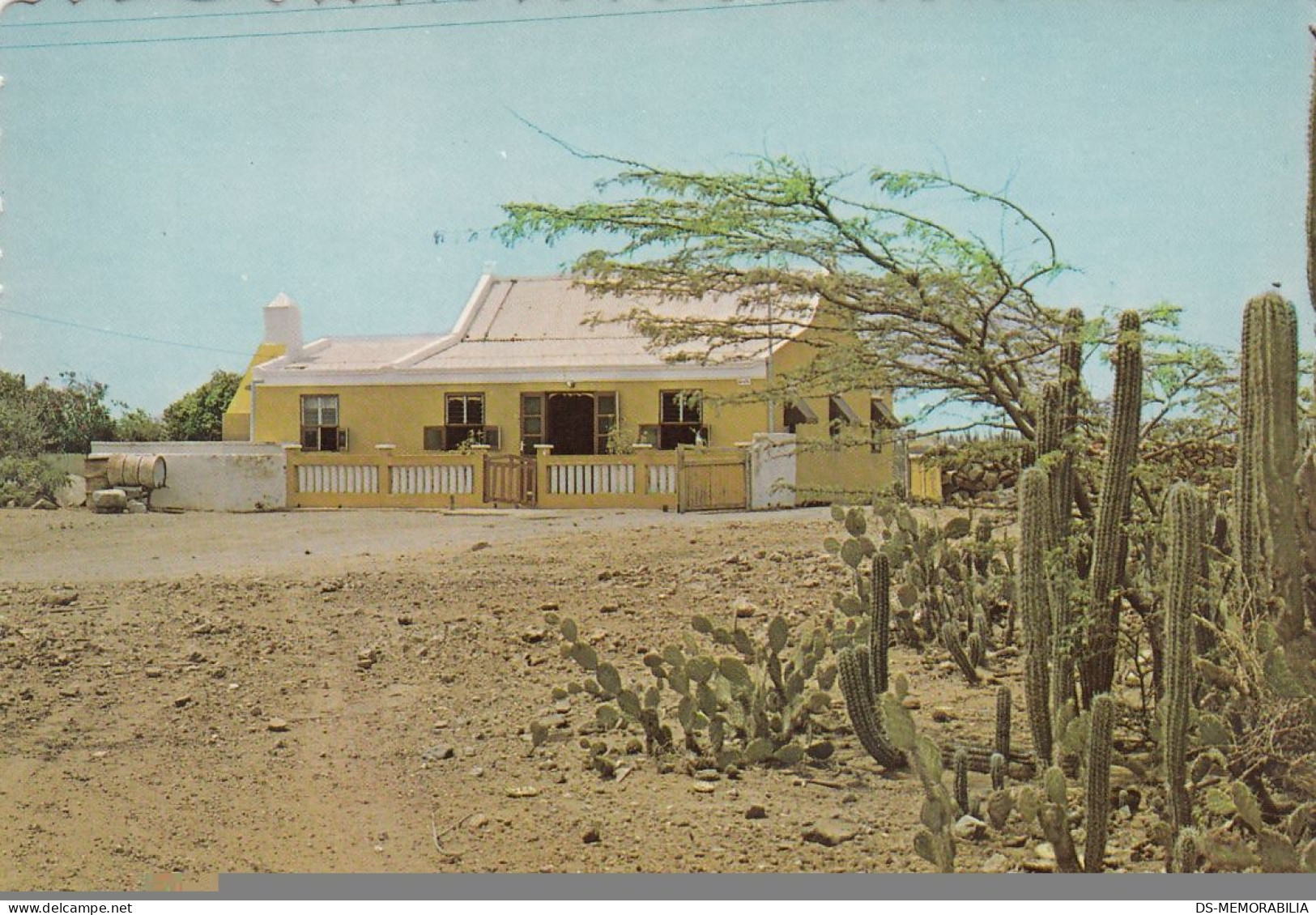 Aruba - Cunucuhouse With Dividivi Tree And Cactus Old Postcard - Aruba