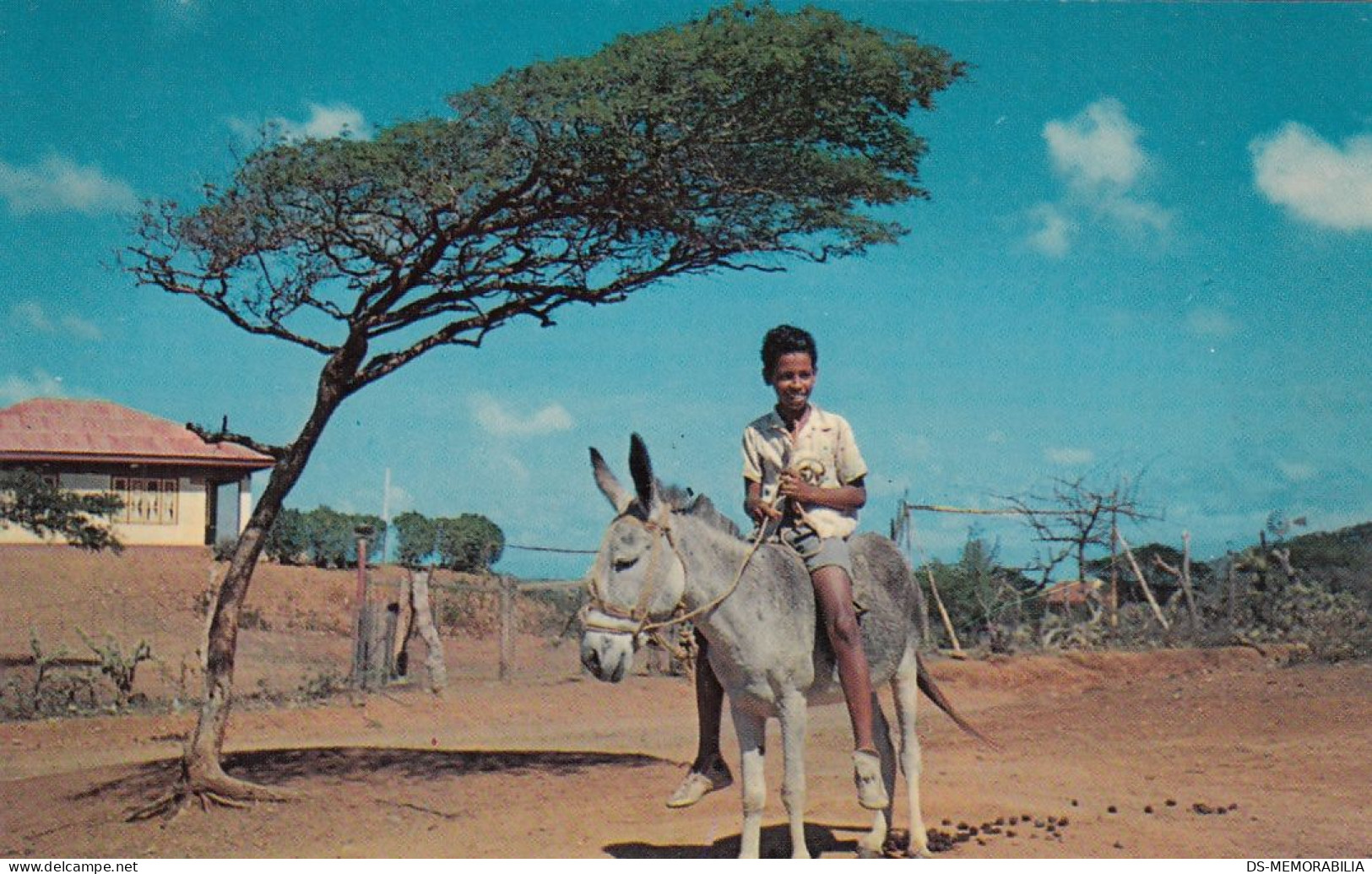 Curacao - Boy Riding A Donkey , Dividivi Tree Old Postcard - Curaçao