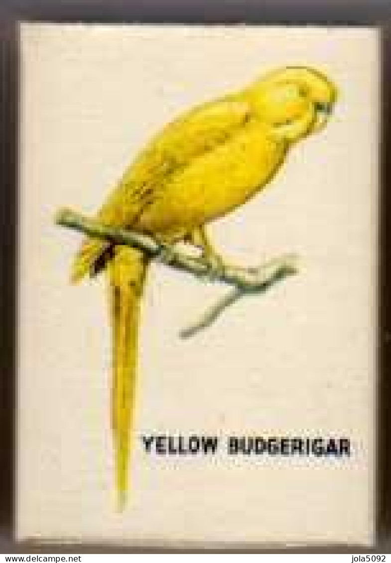 Boite D'Allumettes - ANGLETERRE/ ENGLAND - PERROQUET / PARROT - YELLOW BUDGERIGAR - Luciferdozen