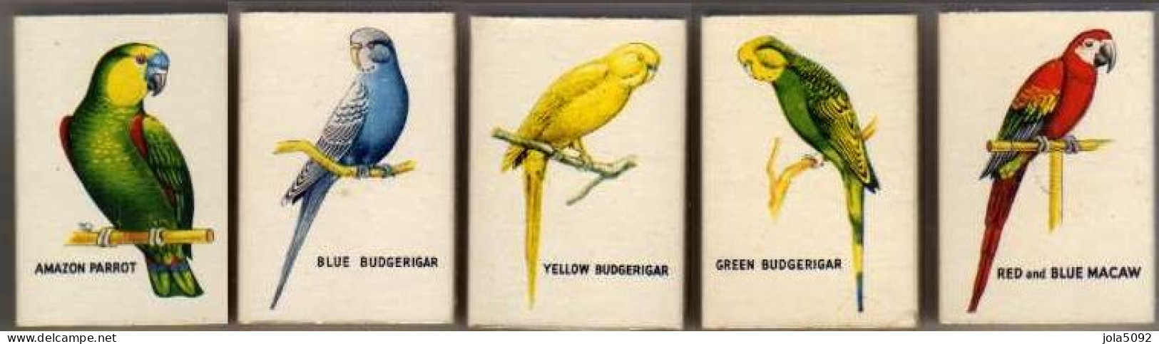 5 Boites D'Allumettes - ANGLETERRE/ ENGLAND - PERROQUETS / PARROT - Luciferdozen