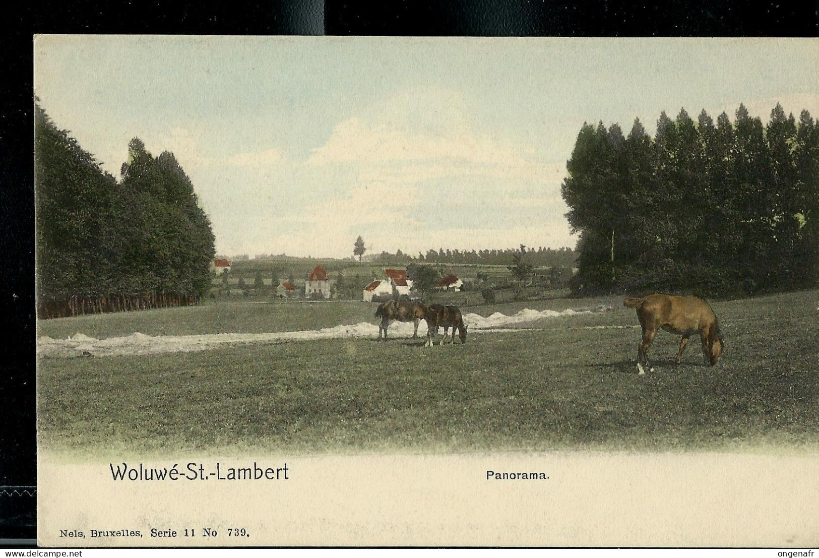 Panorama ( Chevaux Dans Un Champs ) - Neuve - - Woluwe-St-Lambert - St-Lambrechts-Woluwe
