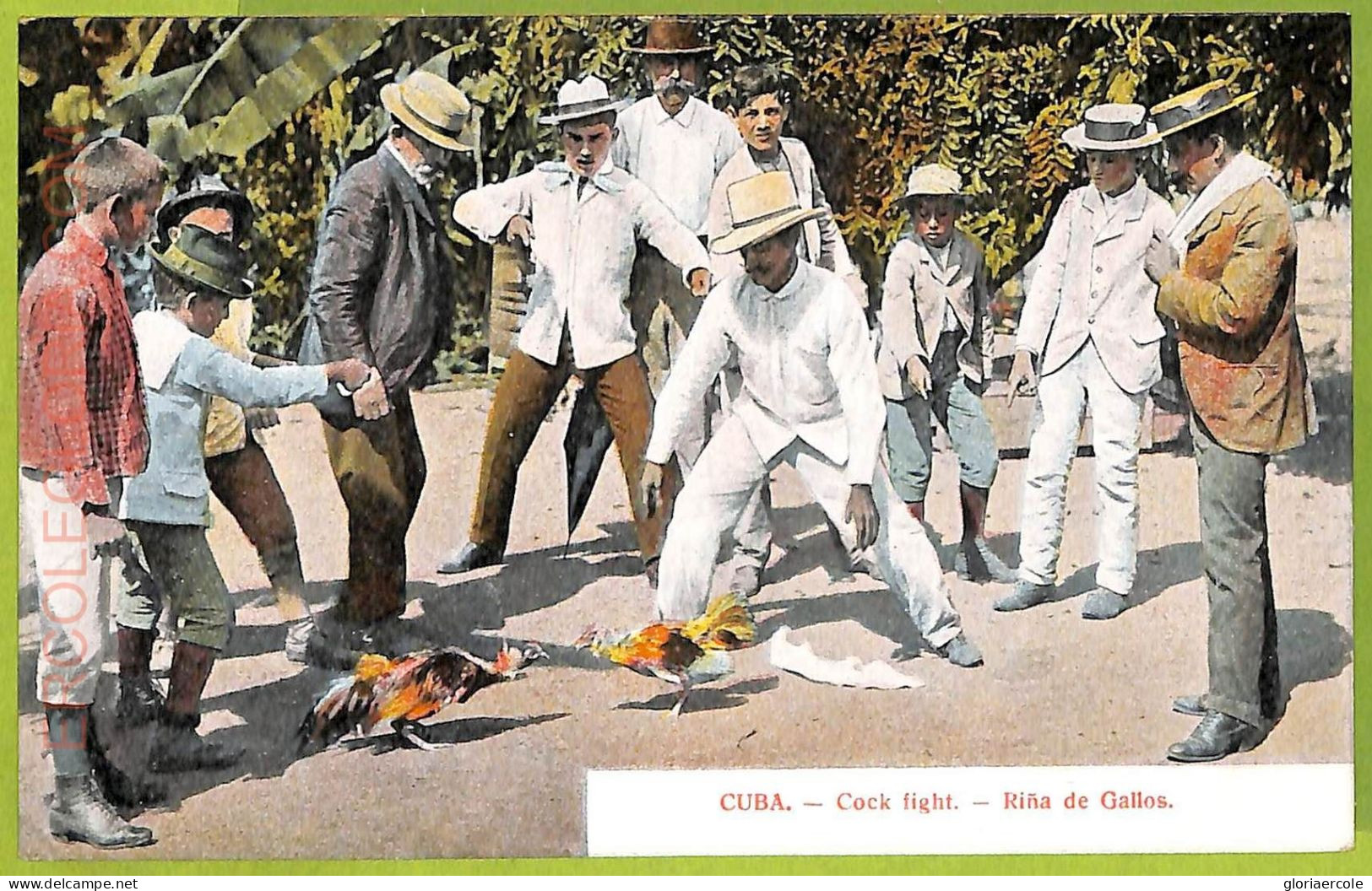 12743 - CUBA - Vintage Postcard - Cock Fight, Ethnic - Amerika