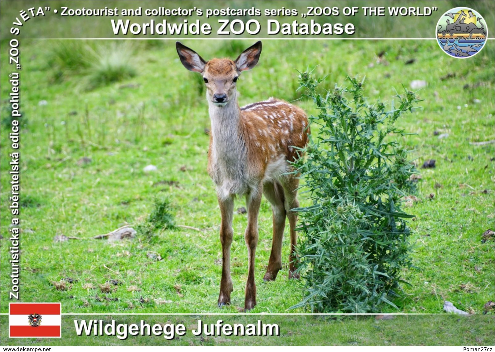 01340 WZD • ZOO - Wildgehege Jufenalm, AT -  Red Deer (Cervus Elaphus) - Maria Alm