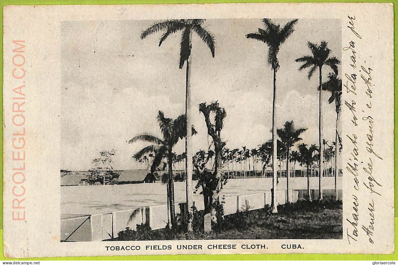 Aa6035 -  CUBA - Vintage Postcard - Tobacco Fields Under Cheese Cloth - 1922 - Cuba