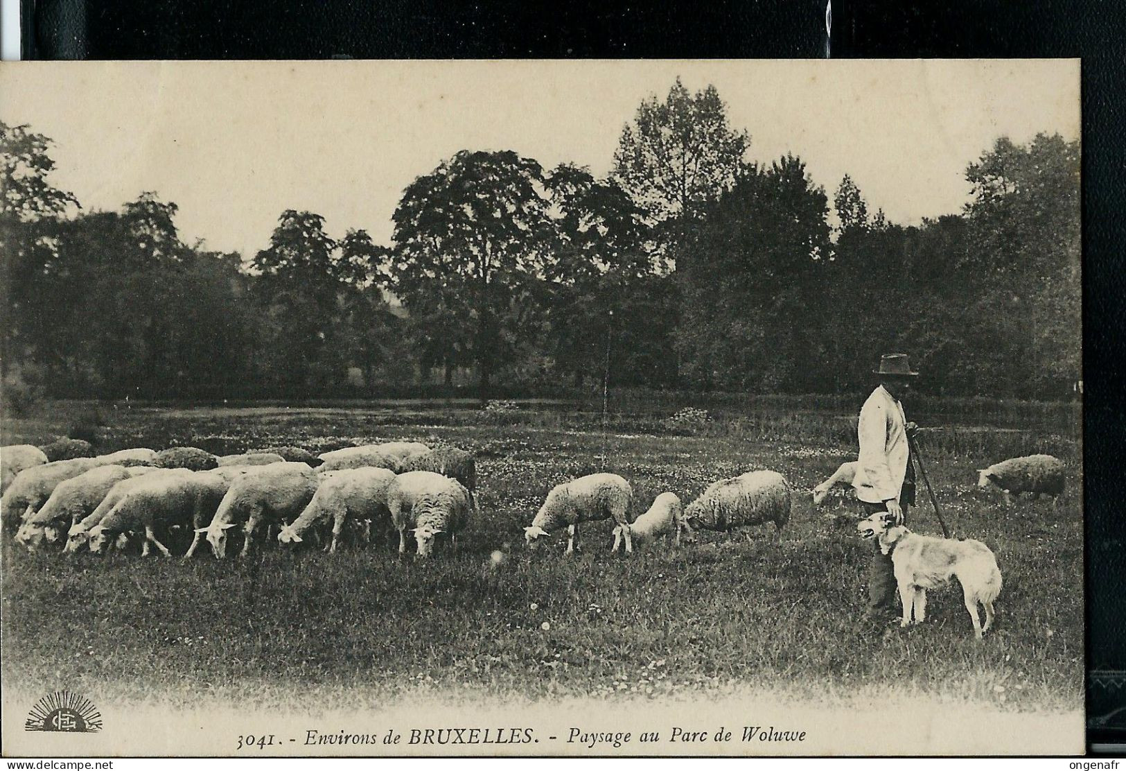 Paysage Au Parc De Woluwe  ( Troupeau De Moutons Et Berger ) - Neuve - - St-Lambrechts-Woluwe - Woluwe-St-Lambert