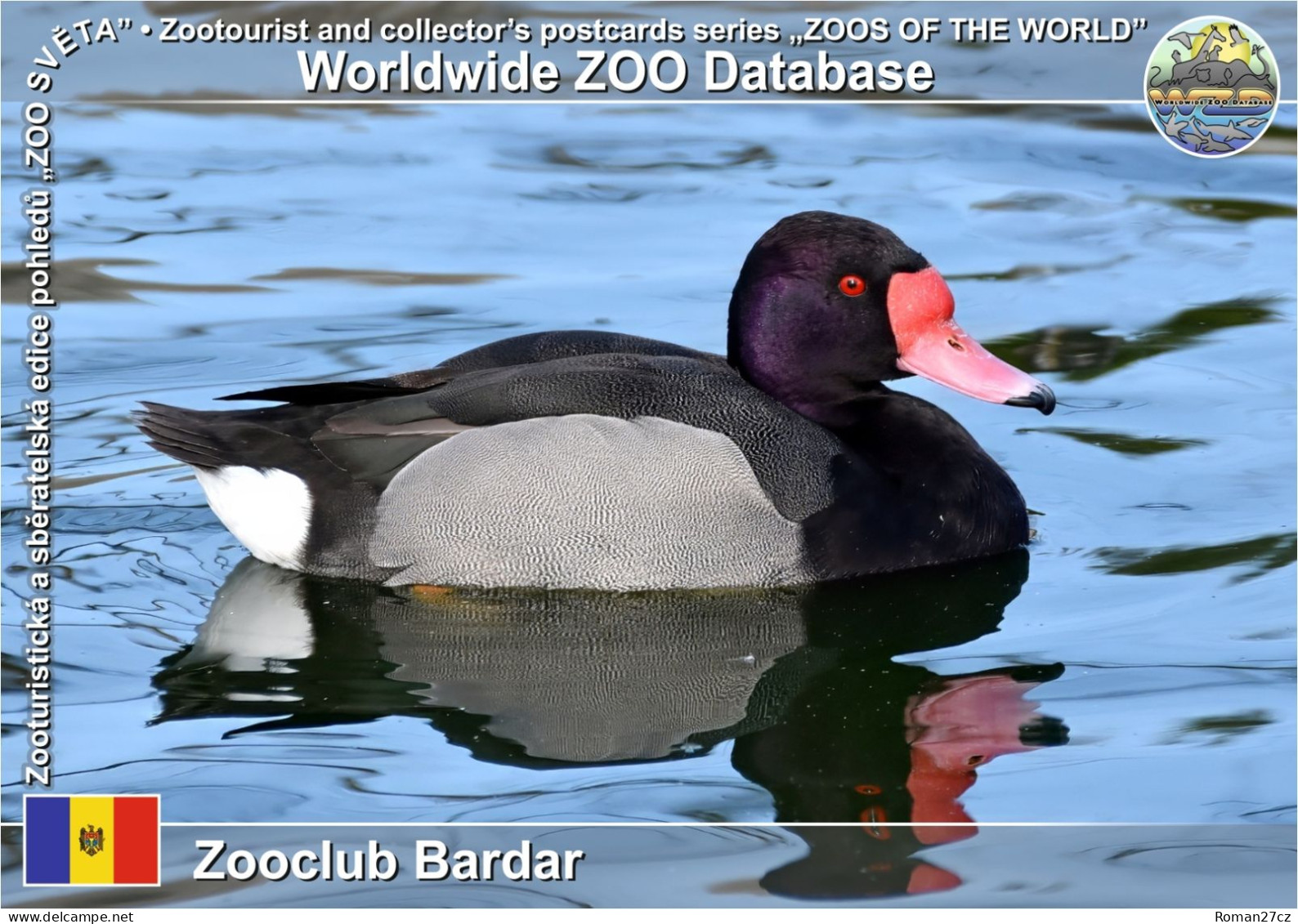 01400 WZD • ZOO - Zooclub Bardar, MD - Rosy-billed Pochard (Netta Peposaca) - Moldavië