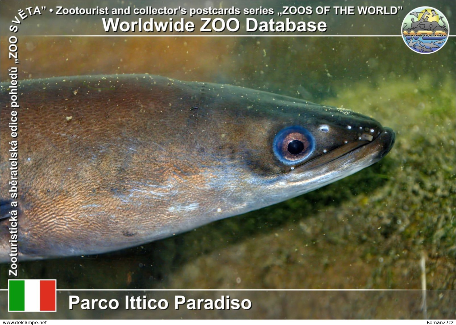 01405 WZD • ZOO - Parco Ittico Paradiso, IT - European Eel (Anguilla Anguilla) - Lodi