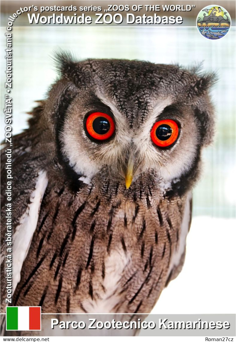 01406 WZD • ZOO - Parco Zootecnico Kamarinese, IT - White-faced Owl (Ptilopsis Leucotis) - Ragusa