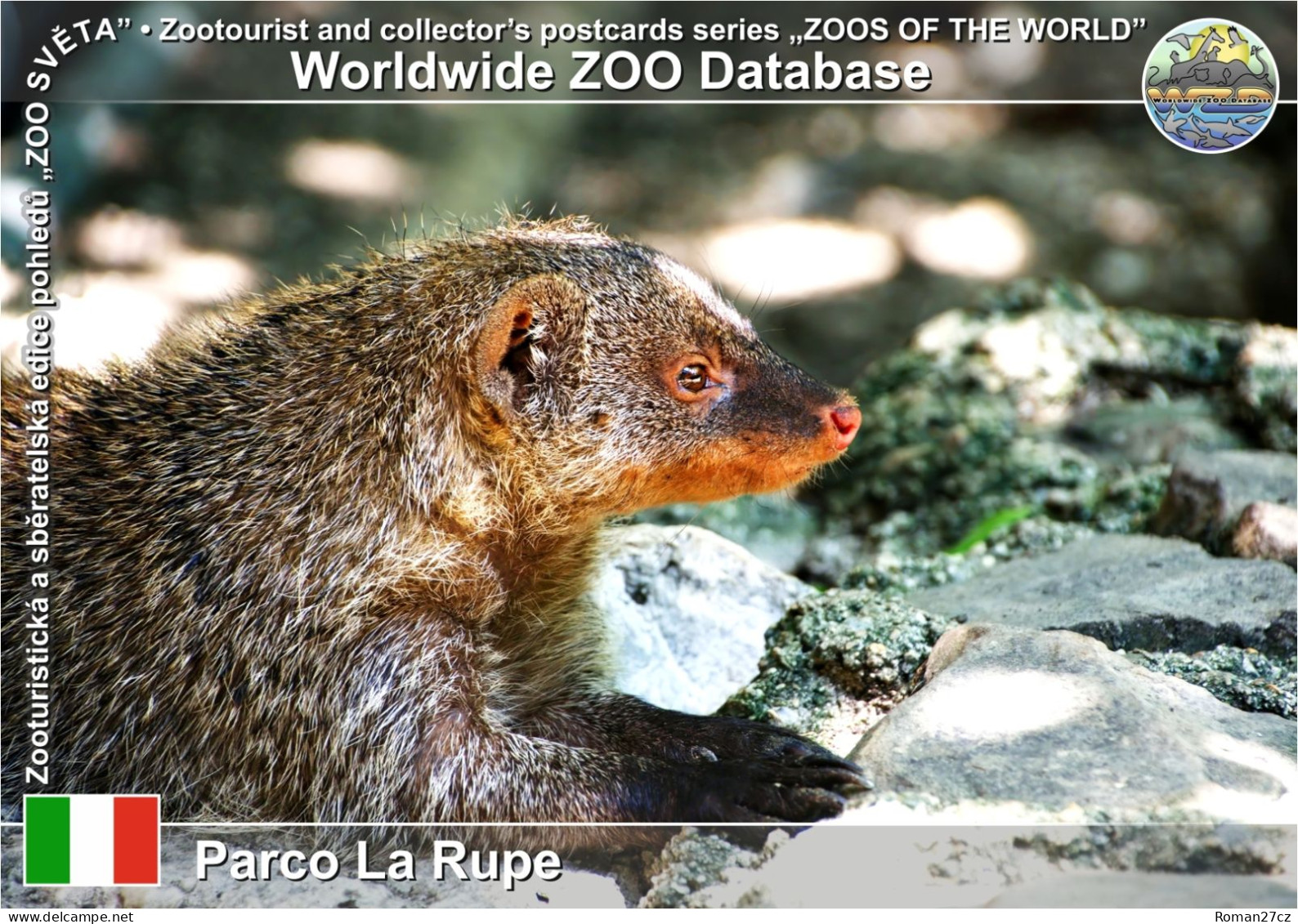 01416 WZD • ZOO - Parco La Rupe, IT - Banded Mongoose (Mungos Mungo) - Pescara