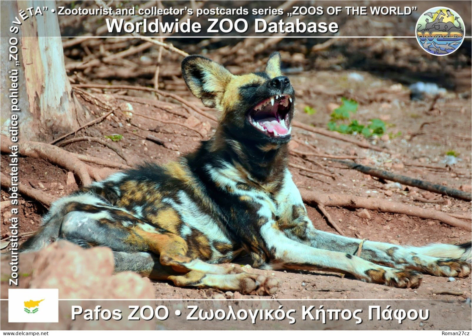 01431 WZD • ZOO - Pafos ZOO, CY - African Wild Dog (Lycaon Pictus) - Chypre