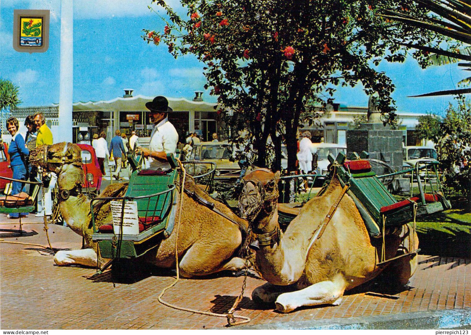 Puerto De La Cruz - Chameaux Pour La Promenade Touristique Dans La Ville - Andere & Zonder Classificatie