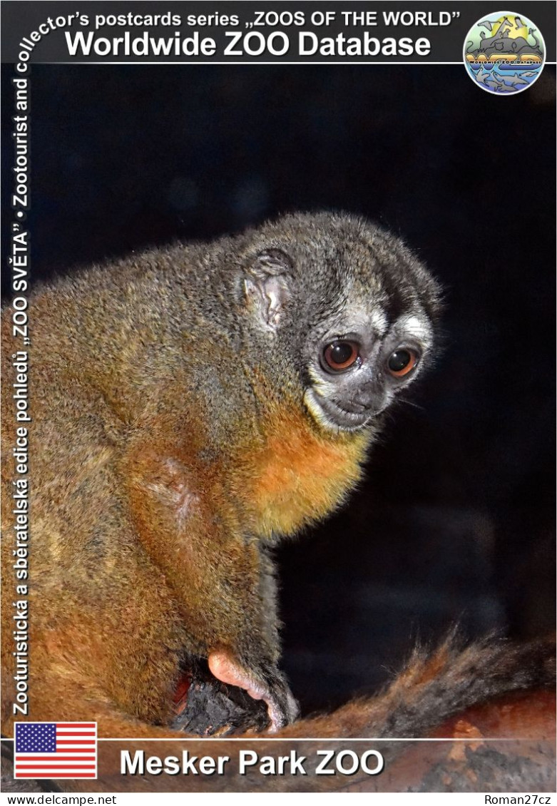 01456 WZD • ZOO - Mesker Park ZOO, US - Gray-bellied Night Monkey (Aotus Lemurinus) - Evansville
