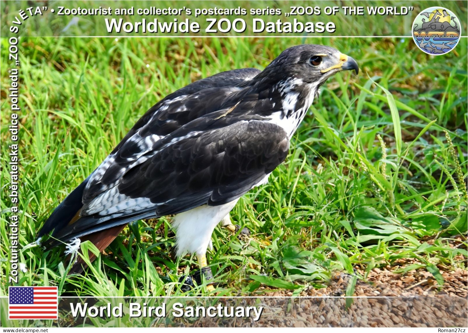 01457 WZD • ZOO - World Bird Sanctuary, US - Augur Buzzard (Buteo Augur) - St Louis – Missouri