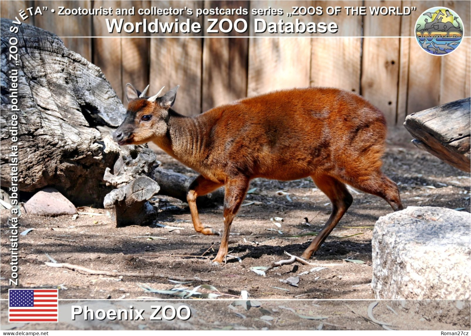 01458 WZD • ZOO - Phoenix ZOO, US - Mexican Red Brocket (Mazama Temama) - Phönix