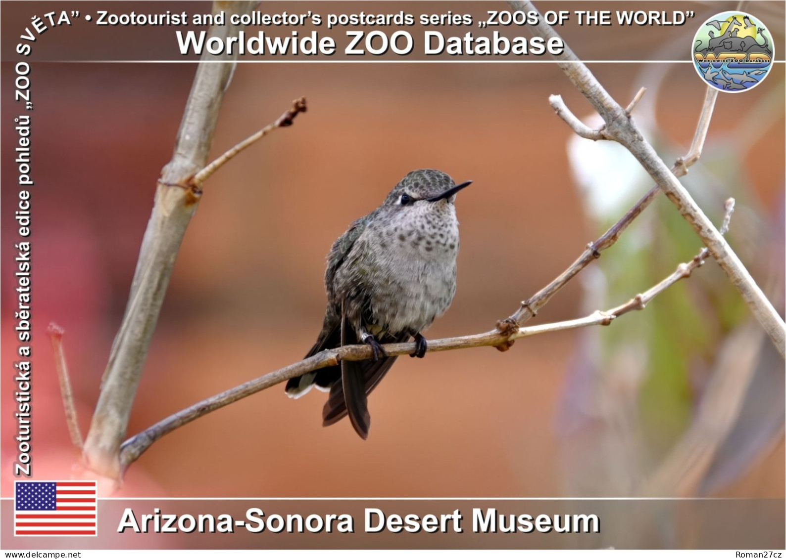 01460 WZD • ZOO - Arizona-Sonora Desert Museum, US - Anna's Hummingbird (Calypte Anna) - Tucson