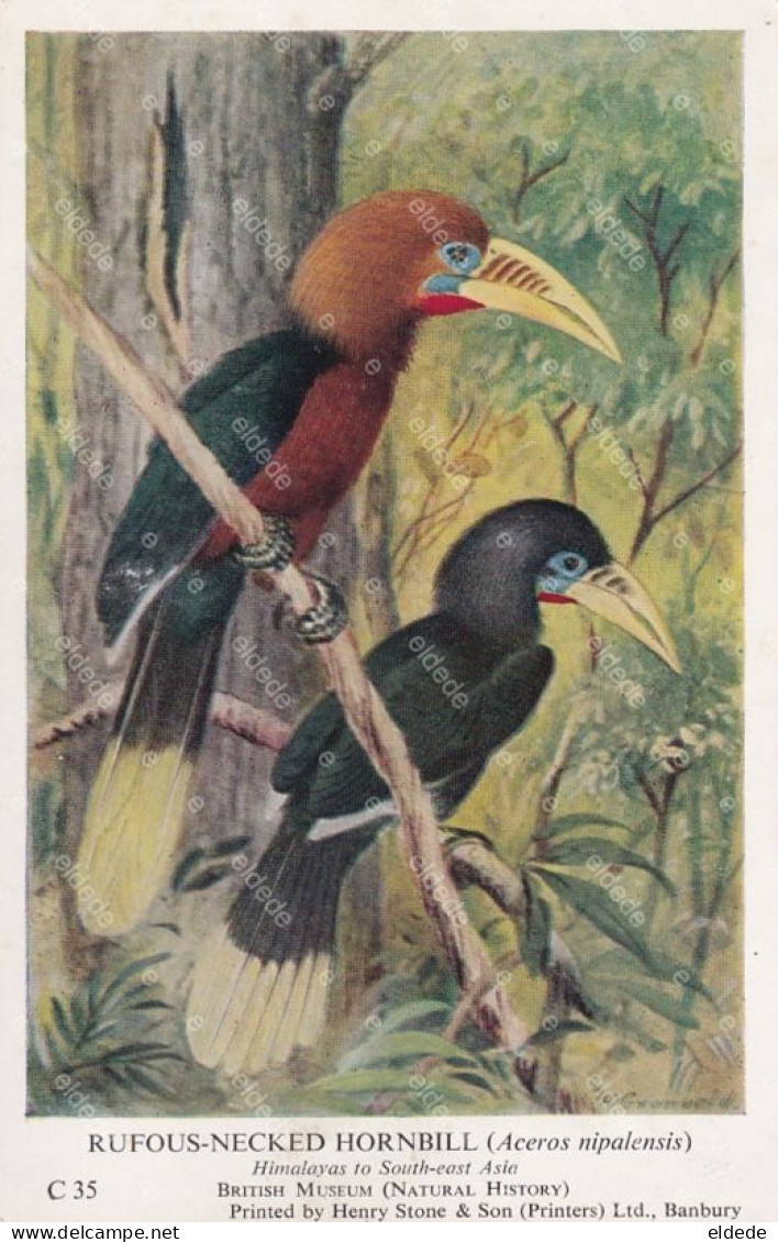 Bird Rufous Necked Hornbill Himalata Bhutan Nepal China India - Bhoutan