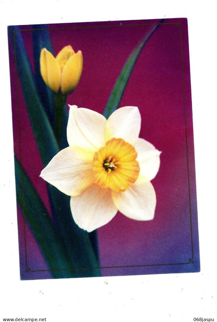 Carte Postale 10 Arc Vue Fleur Jonquille - Cartes Postales