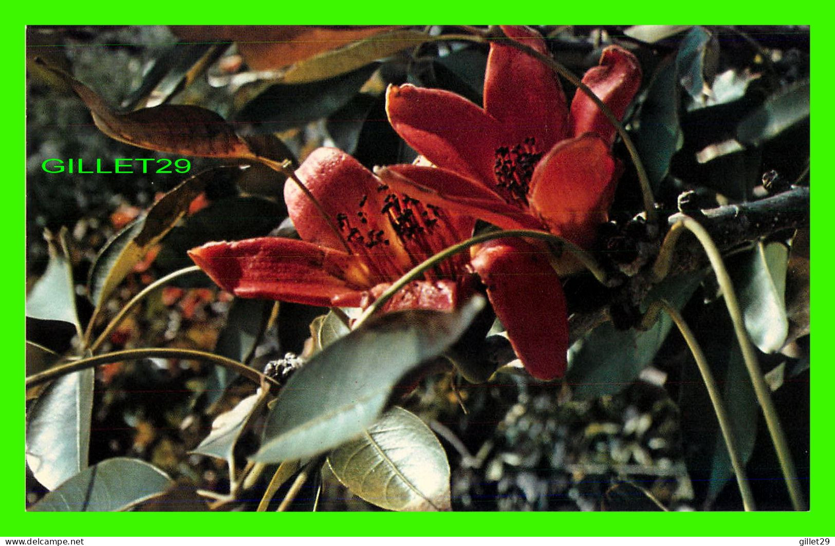 CLEARWATER, FL - KAPOK TREE INN - THE KAPOK TREE BLOOMS IF FEBRUARY - ACTION COLOR PRODUCTIONS - - Clearwater
