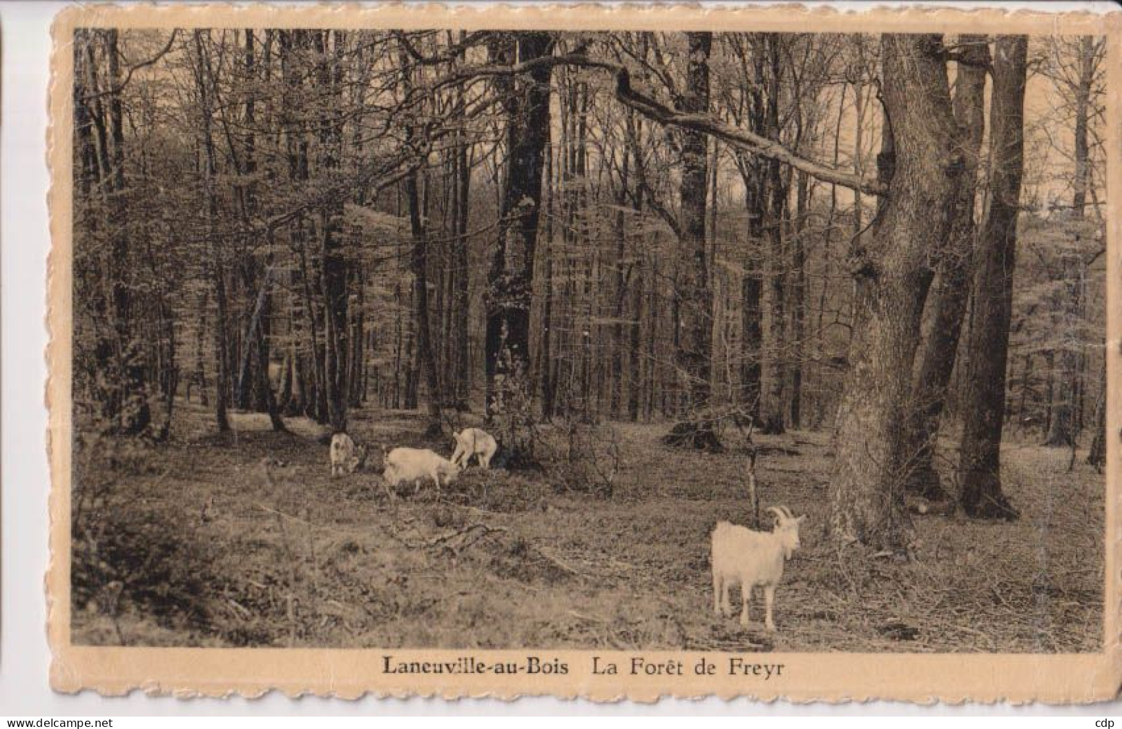 Cpal Laneuville Au Bois   Chévres - Tenneville