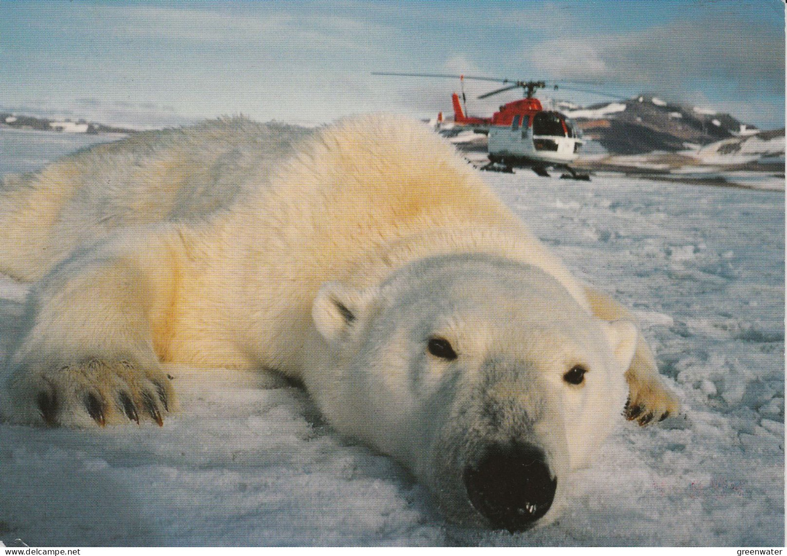 Norway Arctic Heli Flight From Polarstern To Polarstern 5.09.1998 Postcard Polar Bear & Heli (JS163C) - Vuelos Polares