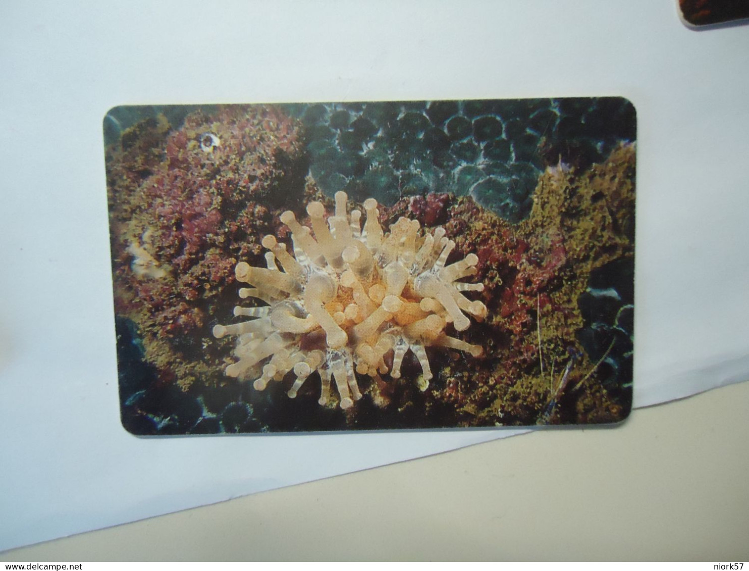 VENEZUELA   USED  CARDS  FISH FISHES  MARINE LIFE - Pesci