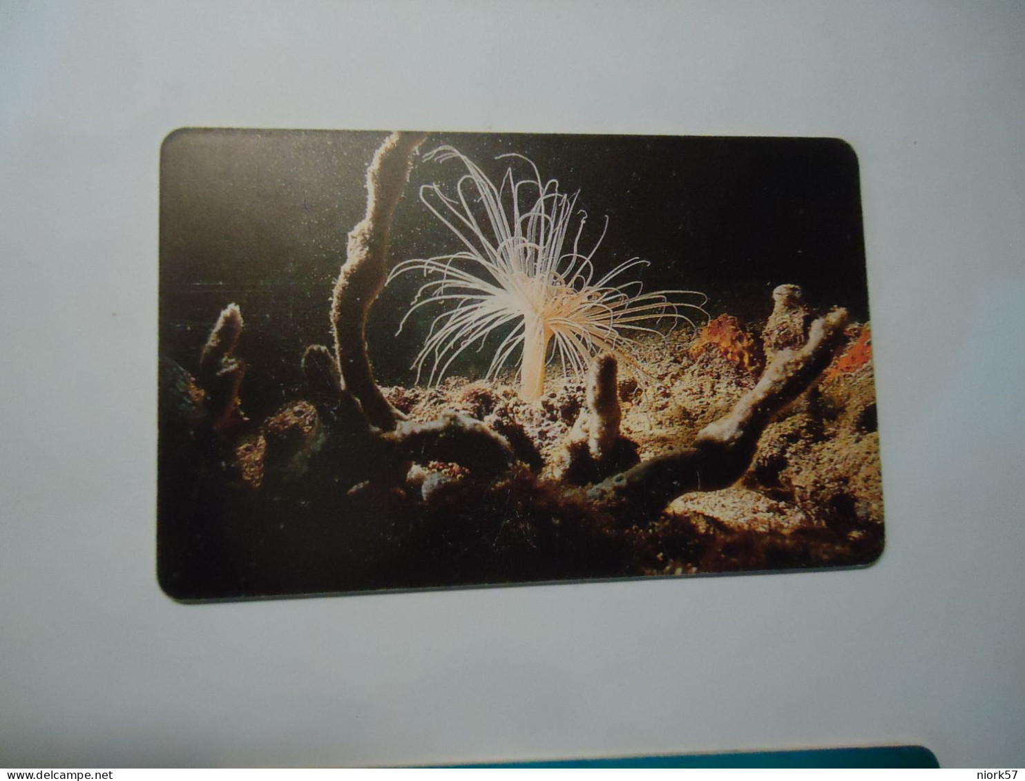 VENEZUELA   USED  CARDS  FISH FISHES  MARINE LIFE - Pesci