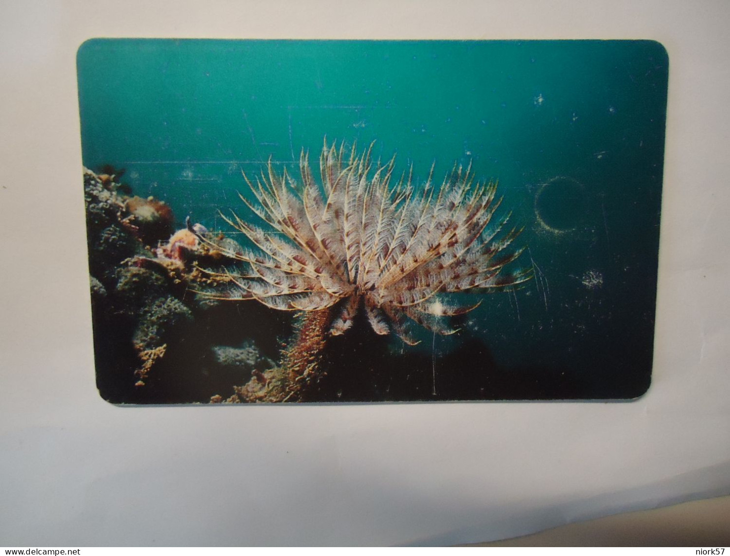 VENEZUELA   USED  CARDS  FISH FISHES  MARINE LIFE - Fische