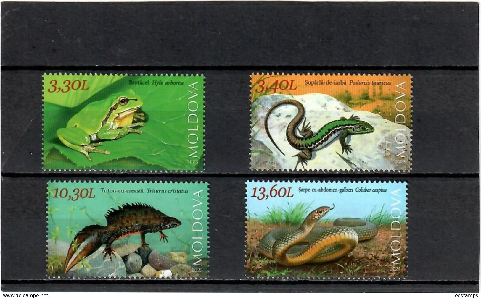 Moldova 2023 . Fauna. Reptiles And Amphibians. Frog. Lizard. Triton. Snake. 4v. - Moldawien (Moldau)