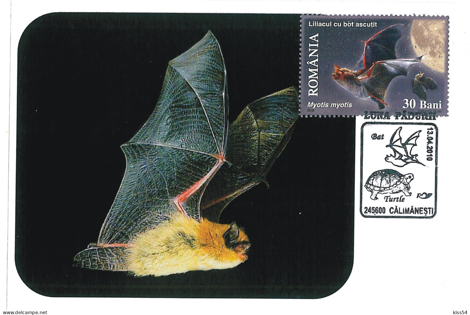 MAX 18 - 215 BAT, Romania - Maximum Card - 2010 - Pipistrelli