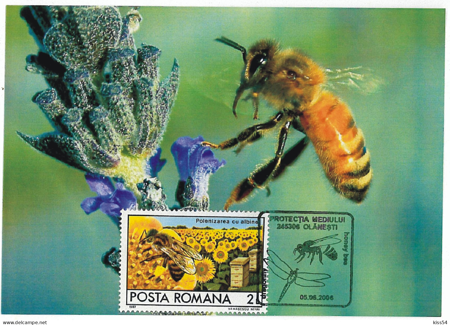 MAX 18 - 692 HONEY BEE, Romania - Maximum Card - 2006 - Abeilles